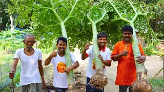 Small fish with Elephant foot curry for village people | Farm fresh elephant yam foot fish curry
