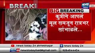 आईने नवजात मुलीला कुत्र्याच्या पिल्लांजवळ सोडले... कुत्रीने आपलं मूल समजून रात्रभर सांभाळले..