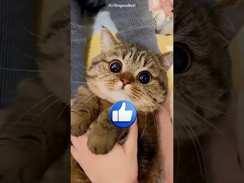 A Enguia Deixou Todo Mundo Chocado! 🤯