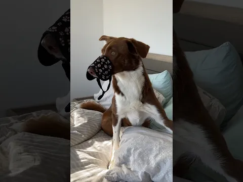 Home alone #bordercollie #dog #puppy #tricks #funny