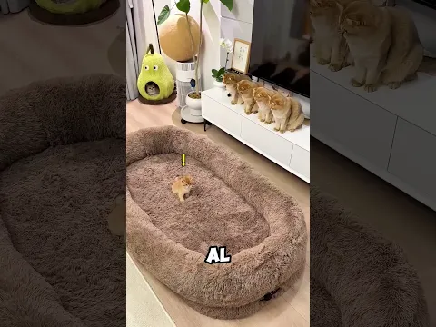 Gatos conmocionados por una cama GIGANTE😁