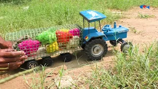 Miniature Toy Vs Murgi Hen Chicks | Beautiful Gallina Pet Chicks in field !!
