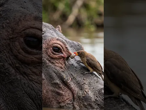 The Most Satisfying Wildlife Cleanup Ever 😳