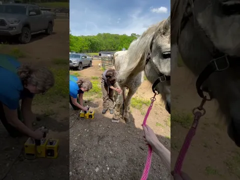 Aim to rescue one horse every day #horse #help #rescuehorse #rescue