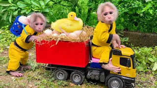 Bu Bu harvests eggs to make boiled eggs for Amee dog