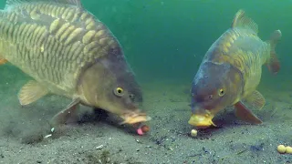 Best underwater fishing compilation