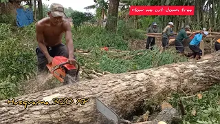 Luar biasa... Hanya di Indonesia cara tebang pohon seperti ini.