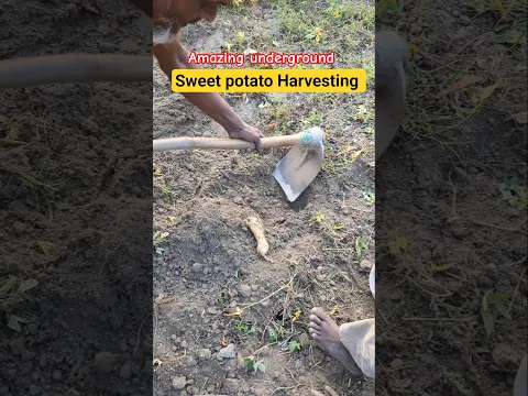 Amazing Harvesting Methods #amazing #harvesting #rurallife #natureshorts