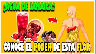 ¿Qué Pasa Si Tomo Agua De Jamaica Todos Los Días? Conoce Ahora Mismo El Poder De La Flor De Jamaica