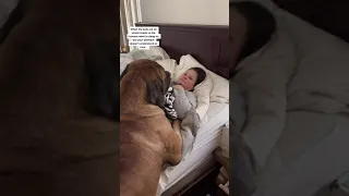 my GIGANTIC puppy is the funniest Wake Up Alarm #dog #dogs #cutedogs #funnydogs #funnydog #shorts