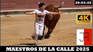 4K - CONCURSO MAESTROS DE LA CALLE - CASTELLÓN 2025 - TOROS CAPONES DE ARRIAZU