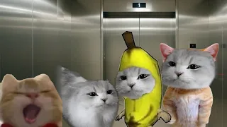 Best Of Banana Cat 🍌🐱 Complete Series 8 😸
