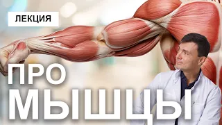 Лекция о мышцах. Это должен знать любой, кто работает с телом!