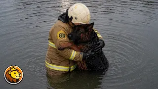 Dog Trusts Firefighter After Calming Embrace 🥹