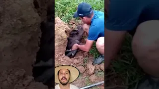 Tatu Peba esconde Bezerro em buraco