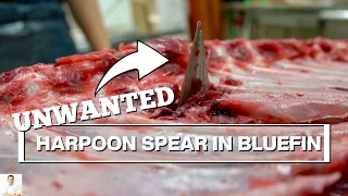 Finding An UNWANTED Harpoon Spear Head While Filleting Bluefin Tuna!