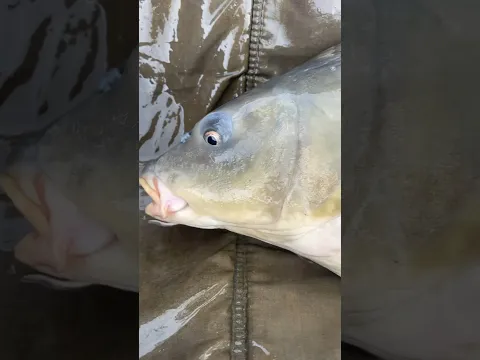 Трофей месяца💪 #рыбалка #рыба #карп #fishing #flatfeeder #fish #fishing