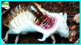 Escolopendra Gigante Así Es Su Veneno - 100%JC