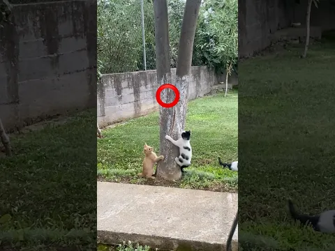 Three kittens, one mission: The furry musketeers unite! #cat #funny #shorts