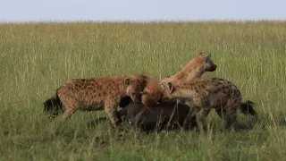HYENAS SAVAGELY ATTACK BUFFALO CALF || HYENA ATTACK || MAASAI MARA || WILD EXTRACT