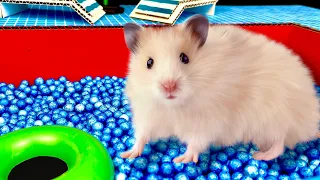 🐹 Hamster escapes the Pool maze for Pets in real life