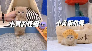 智商堪忧小奶猫的荒谬喵生 #小黄 #小奶貓成長記