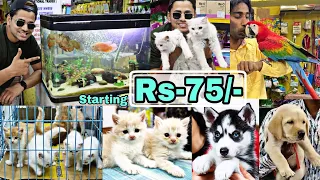 Pet Market in Hyderabad | Rs-75/-😱🔥| Dogs | Persian cats | Birds | fish | Mushitube lifestyle