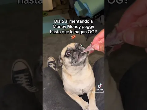 Dia 6 Alimentando a Money Money🥓 Puggy #pug #food #sab #robaunbrainrot #roblox #perros #comida