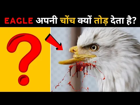 EAGLE 🦅अपनी चोंच क्यों तोड़ देता है?🤔 #shorts #animals #wildlife #animalsfacts