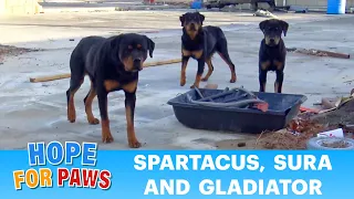 Three Rottweilers abandoned without food and left to die 😓😓😓 #dogs
