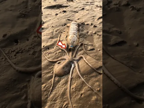 The Octopus forgot his home 😱 #shortvideo
