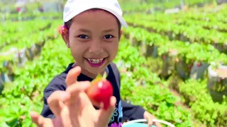 Jangan Tertipu Warnanya : Benarkah Strawbery Semerah ini Rasanya Semantap Kelihatannya?