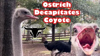 Ostrich Decapitates Coyote!