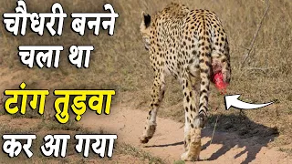 बेचारे चीता के साथ बहुत बुरा हुआ !
