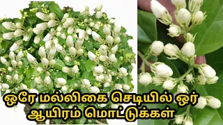ஒரே செடியில் 5 கிலோ மல்லிகை பூ வரை பறிக்கலாம்