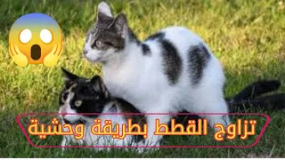 عملية تزاوج بين القطط علامات التزاوج بالتفاصيل
