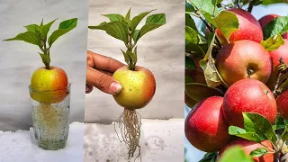 Unique skills How To Grow Apple Tree From Apple leaves | How To Make A Apple Tree Very Easily