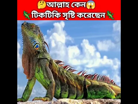 আল্লাহ টিকটিকি কেন সৃষ্টি করেছেন🤔❤️ Musa alaihis salam ka waqia 🌺 Islamic facts in bengali #shorts