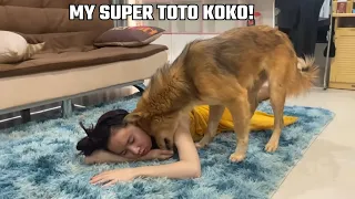 OMG! My Hero KOKO find the way helping pregnancy lady fainted in front of him