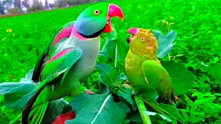 Raw Parrot Show and Ringncek Parrot Videos