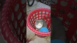 القط وجدته هنا😱my #cat ,scared me #boom WOOOW