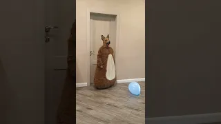 Tanya brings her funny doggies a blue balloon