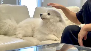 Pretending to pet my dog challenge