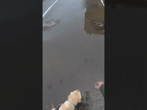 My Guide Dog has a Defect