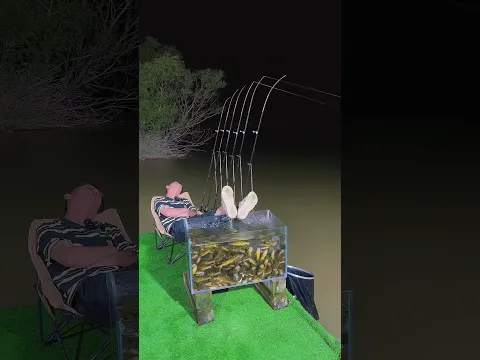 Câu cá bè, câu ngâm cá ban đêm, câu chém, câu trê #3 #fishing #shorts