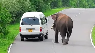 Watch how villagers face a sudden elephant attack on the Buttala–Katharagama route.#elephantattacks