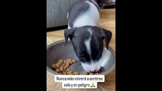 Rescatamos a un Cachorrito de 1 Mes junto a un Gatito sin Vida 🐶💔 | Su Transformación Fue Increíble