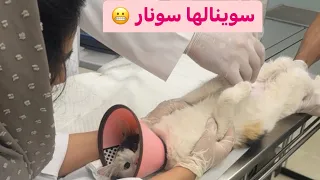 زهرة حامل، اخذتها وسوينا لها سونار😃