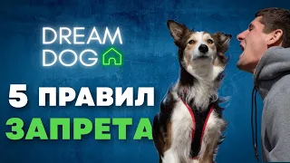 Запрет для собаки «Фу» или «Нельзя»? 5 правил идеальной запрещающей команды