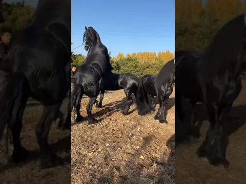 Best Wild Horses Mare Compilation of some Wild Horse Fights Video 149